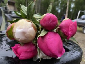 Peony in bloom w Fly